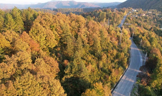 Zonguldak'ta ormanlara girişler yasaklandı