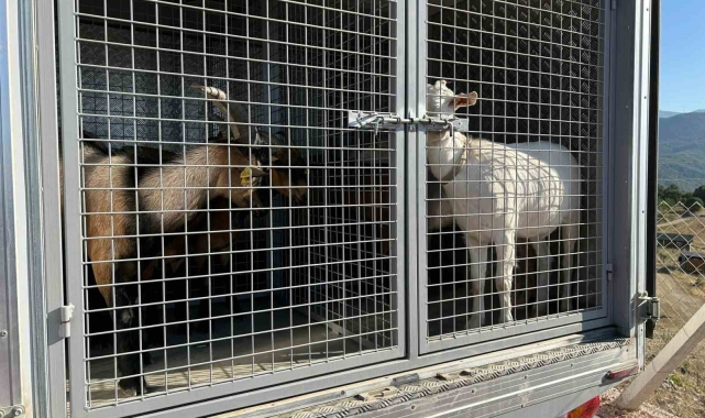 2 gündür sulama göletinde mahsur kalan 6 küçükbaş hayvan ve bir köpek itfaiye ekiplerince kurtarıldı