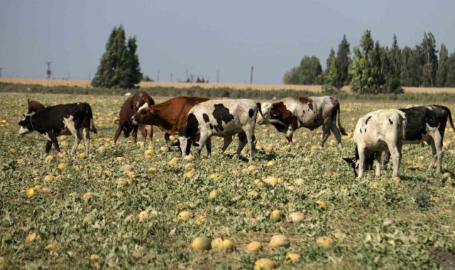300 dönüm arazideki kavunu hayrına bırakmıştı, toplanmayan binlerce kavun hayvanlara yem oldu