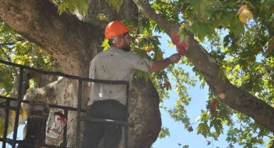 350 yıllık çınar ağacı bakıma alındı
