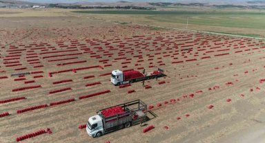 430 bin ton üretildi, Amasya'da soğan tarlada bir aydır 6 TL