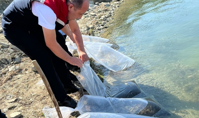 750 bin sazan yavrusu Tekirdağ'daki göletlere bırakılacak