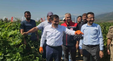 98 bin ton rekoltenin beklendiği Hassa üzümünde hasat vakti