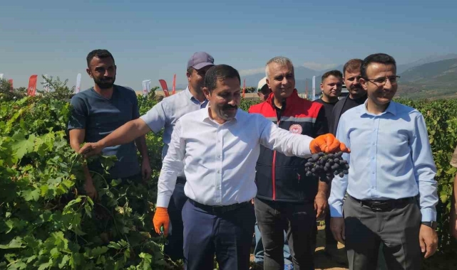 98 bin ton rekoltenin beklendiği Hassa üzümünde hasat vakti