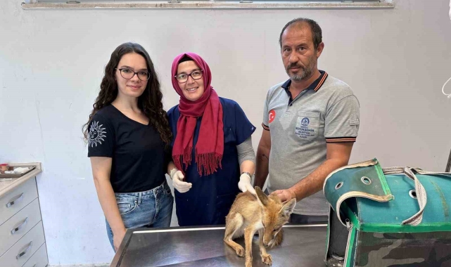Aç ve bitkin halde bulunan yavru tilki bakımının ardından doğaya salınacak