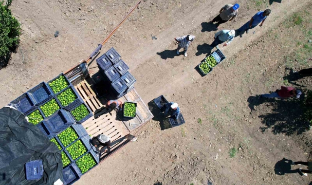 Adana'da limonun fiyatını düşürecek hasat başladı