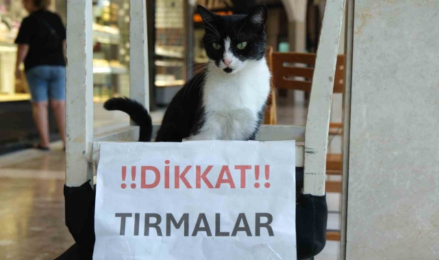 Adana'nın kedisi de asabi