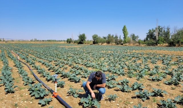 Afyonkarahisar'da brokoli alanları incelendi