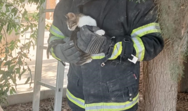Ağaçta mahsur kalan kediyi itfaiye kurtardı