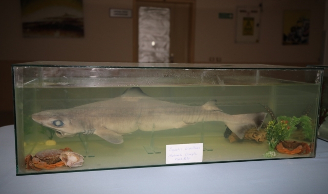 Akdeniz Üniversitesinde 'vahşi' sergi