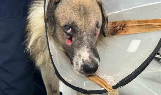 Alkollü şahsın vurduğu köpeği Hande Yener sahiplendi