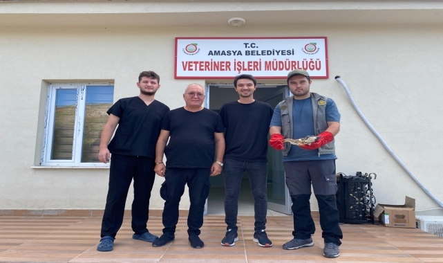 Amasya'da yaralı bulunan balaban kuşu tedavi altına alındı