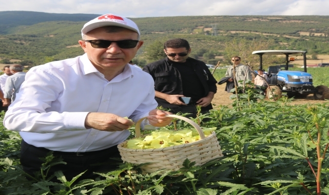 Amasya'nın coğrafi işaretli çiçek bamyasının hasadı başladı