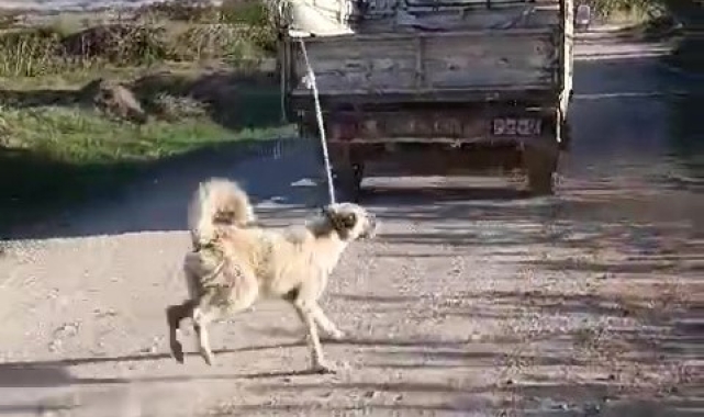 Amasya Valiliği'nden 'köpeğe eziyet' açıklaması: "Şüpheli yakalandı"