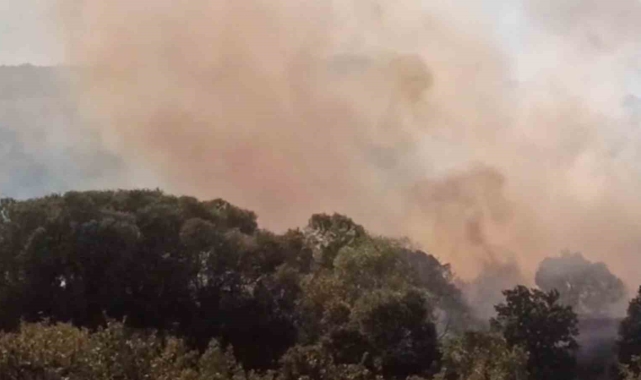 Anızdan ormana ve ayçiçeği tarlasına sıçrayan yangın söndürüldü