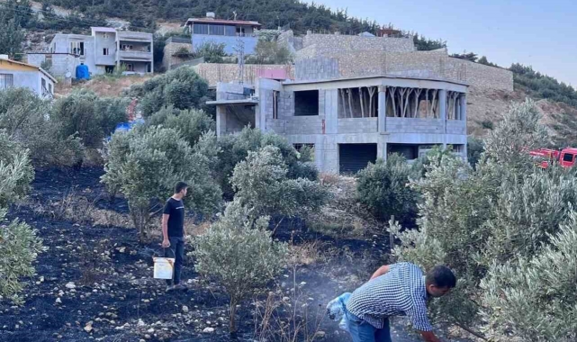 Antakya'da zeytinlik alanda çıkan yangın büyümeden söndürüldü