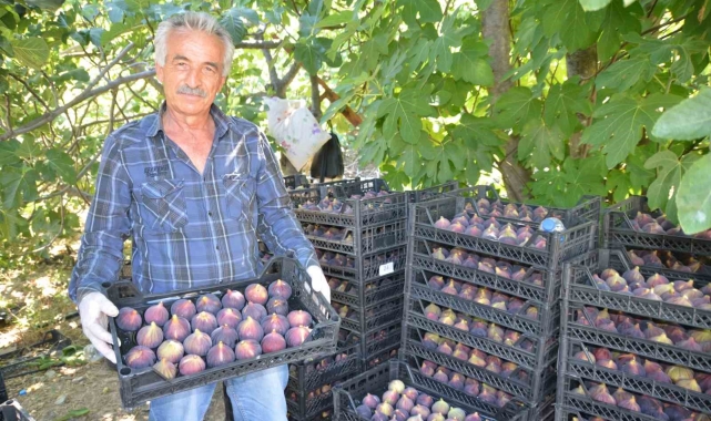 Antalya'da incir hasadı başladı