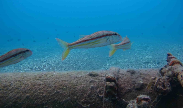 Antalya'da rekor sıcaklık denizdeki balık türlerini ve omurgasız canlıları yok ediyor