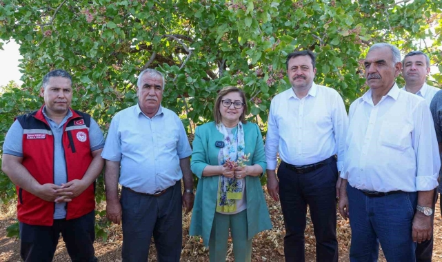 Antep fıstığı üreticisine alım ve ilaçlama müjdesi