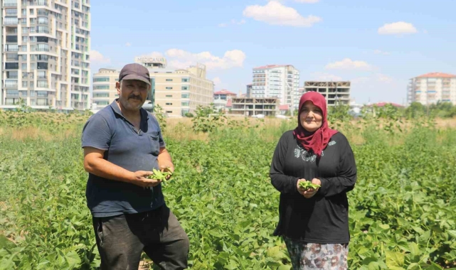 Apartmanlar arasında ata tohumunu yeşertmeye çalışıyor
