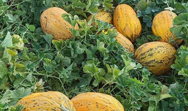 Araban'da kavun hasadı başladı