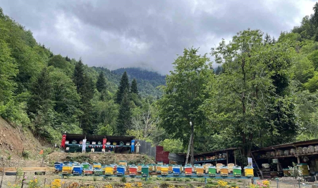 Artvin'de bal ormanlarında hasat başladı