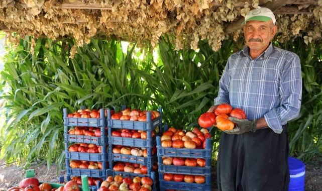 At ve katırlarla domates hasadı