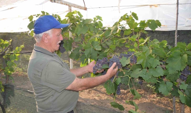 Atalarından kalan asırlık üzüm bağlarını ayakta tutmak için çabalıyor
