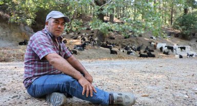 Aydın'da keçi sürüsü ve çoban azaldı, orman yangınları arttı