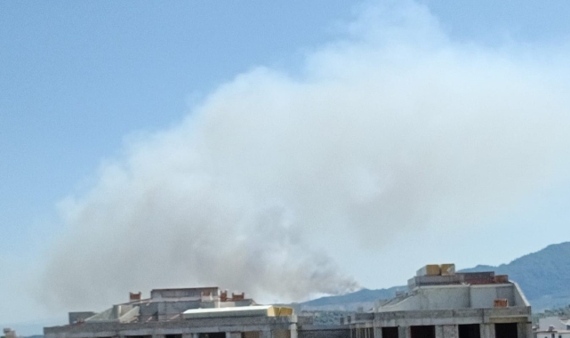 Aydın'da orman yangını