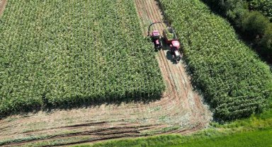Bafra Ovası'nda 80 bin dekar alanda silajlık mısır hasadı başladı