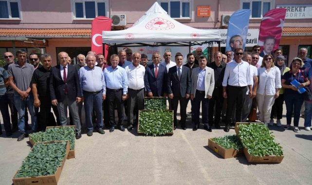 Bafra Ovası'nda çiftçilere 270 bine yakın kışlık sebze fidesi dağıtıldı