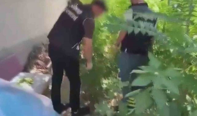 Bahçesinde kenevir yetiştiren şahıs gözaltına alındı