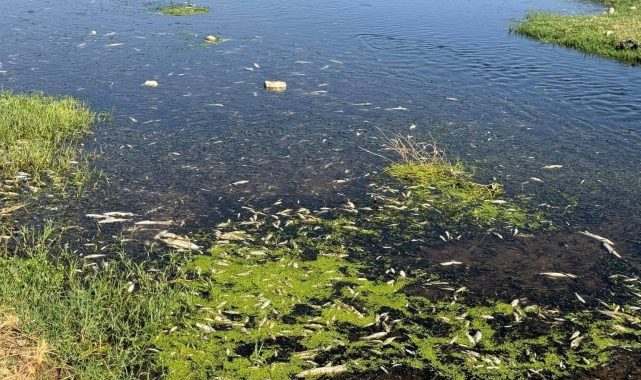 Balık ölümlerine neden olan fıstık ve zeytin yağı tesisine ceza