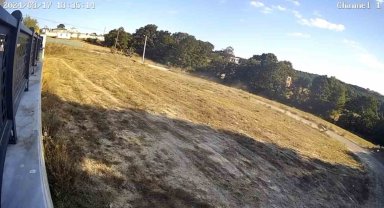 Başıboş sokak köpekleri cins köpeği parçaladı