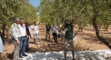 Başkan Hallaç, badem hasadına katıldı