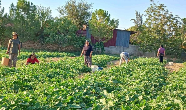 Başmakçı'nın kornişon salatalığı Avrupa sofralarını süslüyor