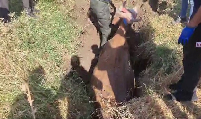 Batman'da bataklığa saplanan inek itfaiye ekipleri tarafından kurtardı