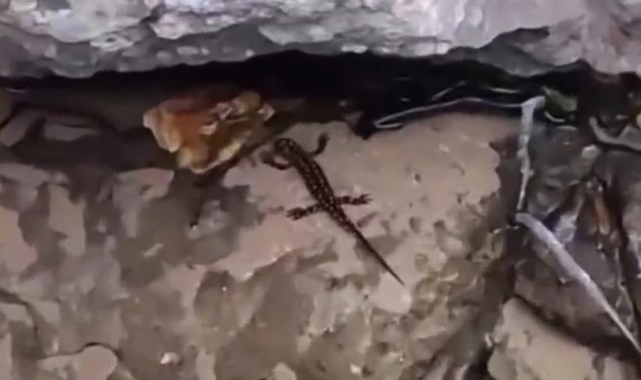 Batman'da nesli tehdit altında olan sarı benekli semender ve dev yengeç beraber görüldü