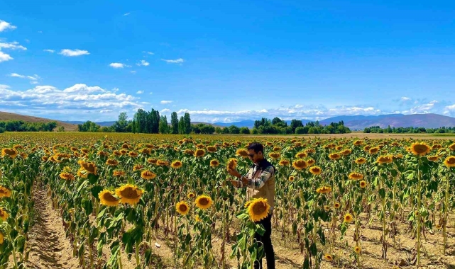 Bayburt'ta ayçiçek tarlalarında hastalık kontrolleri yapıldı