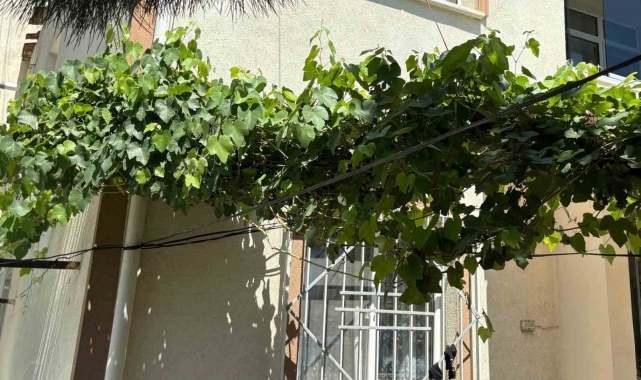 Bebeği ölümden üzüm asması korudu