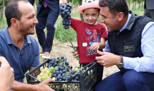 Bilecik'te üzüm hasadı başladı