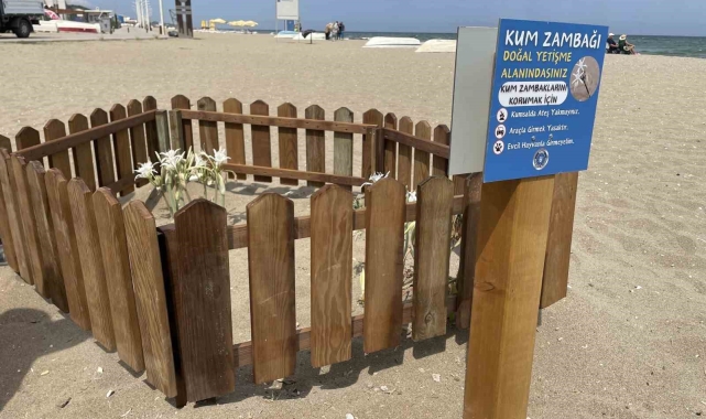 Bursa sahillerinde görülen &#039;kum zambakları&#039; koruma altında