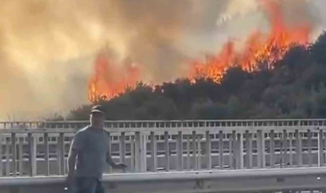 Bursa'da barakadan çıkan yangın zeytinlik alana sıçradı
