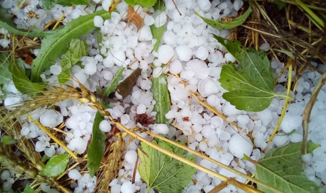Çameli'nde şiddetli dolu ekili arazilere zarar verdi