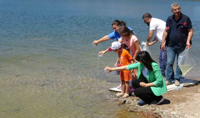 Çanakkale'de baraj ve göletlere 1 milyon 750 bin sazan yavrusu bırakıldı