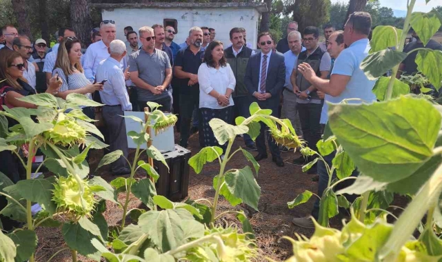 Çanakkale'de yerli ve milli ayçiçeği hasadı başladı