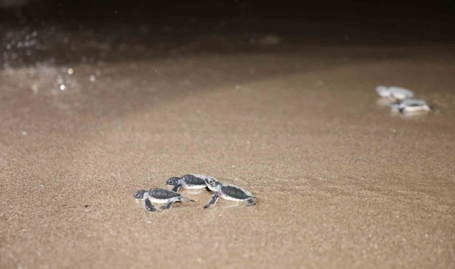 Caretta carettalar denizle buluşuyor