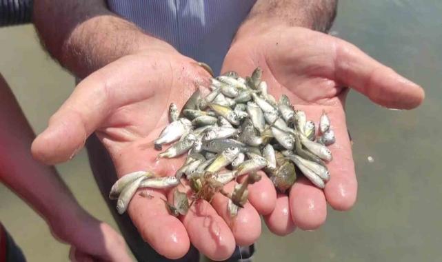 Çekerek Barajı&#039;na 800 bin yavru sazan bırakıldı