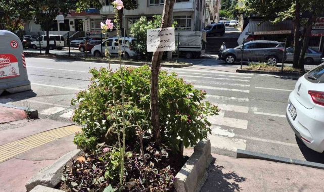 Çiçekleri evcil hayvanlardan korumak için ilginç yöntem